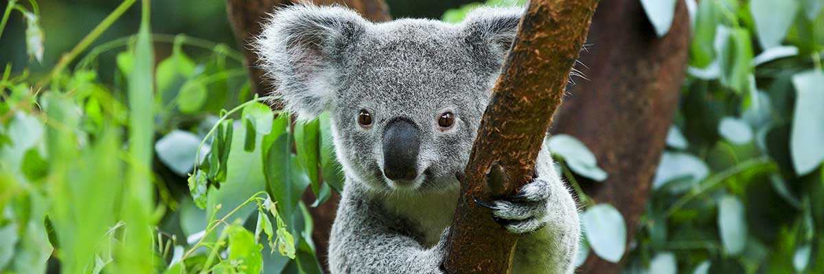 Koala Bear
