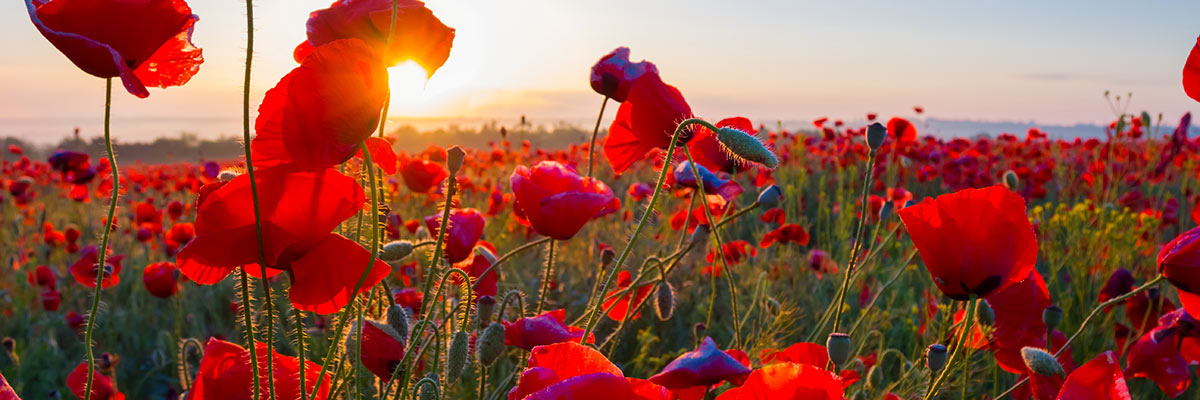 Poppy 1