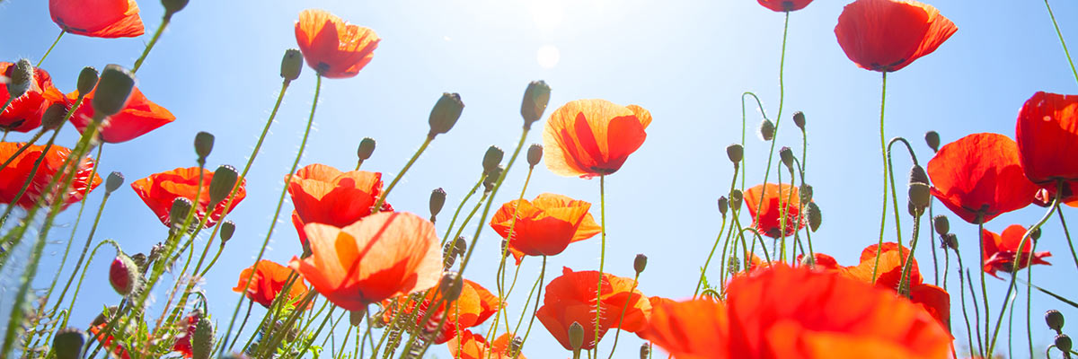 Poppies