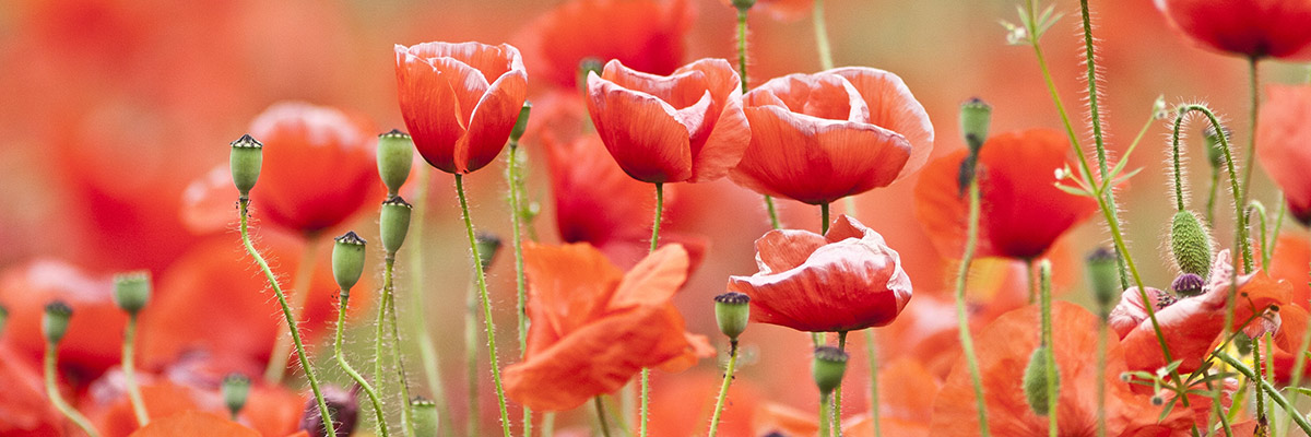 Poppies
