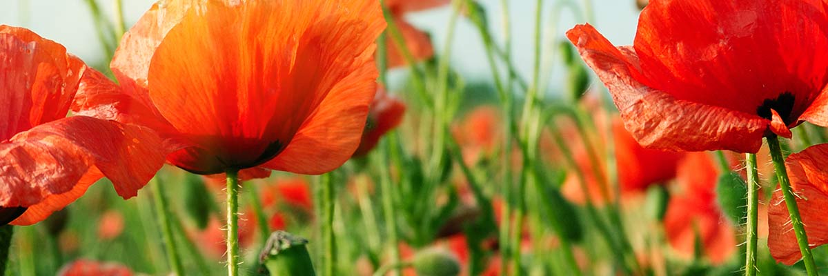 Poppy